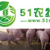 遼寧仔豬交易價(jià)格山東豬仔成交價(jià)