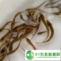 泥鰍養(yǎng)殖-泥鰍養(yǎng)殖失敗癥結(jié)分析-渝長(zhǎng)水產(chǎn)養(yǎng)殖場(chǎng)