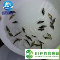 河池雜交鱖魚苗價(jià)格 品種齊全