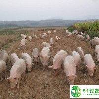 黑龍江養(yǎng)殖廠供應瘦肉豬 牡丹江廠家**散養(yǎng)運動瘦肉豬 營養(yǎng)富硒豬肉