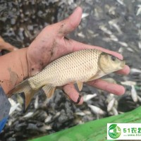白鰱苗 花鰱苗 鯉魚苗 全國總供應商批發(fā)價 可實地考察