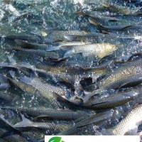 長樂*草魚鰱魚批發(fā)供應(yīng)商草魚鰱魚**批發(fā)供應(yīng)商