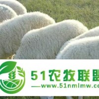 內(nèi)蒙古四子王旗母羊公羊的飼養(yǎng)管理