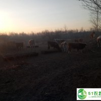 科左中旗肉牛價格，科左中旗肉牛零售