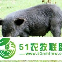 出售純種藏香豬，無飼料散養(yǎng)藏香豬，北京藏香豬養(yǎng)殖廠