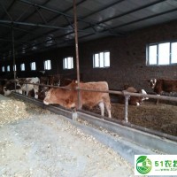 赤峰市肉牛銷售，赤峰市肉牛價格