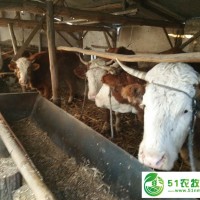 木蘭大型養(yǎng)?；剌^好的肉牛品種 哈爾濱純種綠色健康肉牛貨源 您身邊的肉