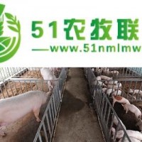 山西養(yǎng)豬場供應(yīng)各類小豬崽20