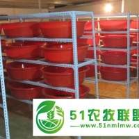 供蘭州蟲(chóng)子雞幼仔和甘肅地鱉養(yǎng)殖公司