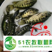 宿州淡水石斑魚苗價格 石斑魚淡水苗