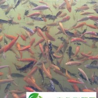 魚苗魚種