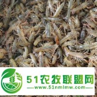 瀘州小龍蝦苗養(yǎng)殖場(chǎng)地 蝦苗齊全