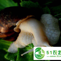 蝸牛養(yǎng)殖蝸牛養(yǎng)殖靠譜嗎？