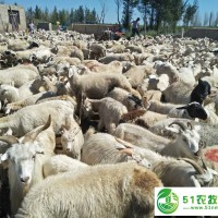 通遼市綿羊養(yǎng)殖，通遼市綿羊養(yǎng)殖