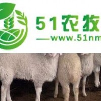 夏洛萊羊