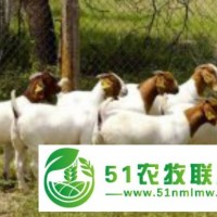 波爾山羊價格表_波爾山羊