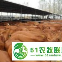 現(xiàn)在黃牛價格_西門塔爾