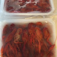合肥清水凍蝦****批發(fā)價(jià)格
