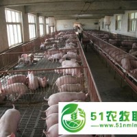 平原縣科學豬養(yǎng)殖_財旺養(yǎng)豬*合作社