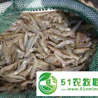 淡水魚類