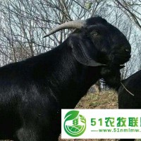 黑山羊肉羊價(jià)格，黑山羊公羊價(jià)格，有黑山羊