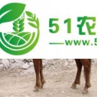 騎馬汗血寶馬價(jià)格