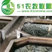 大量供應(yīng)**雜交鱘魚苗