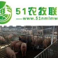 豬舍料線價(jià)格_牧鑫養(yǎng)殖設(shè)備 在線咨詢 _豬舍料線