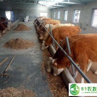 通遼市肥牛養(yǎng)殖基地，通遼市肥牛養(yǎng)殖