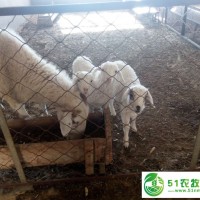 通遼市肉羊養(yǎng)殖，通遼市肉羊銷售