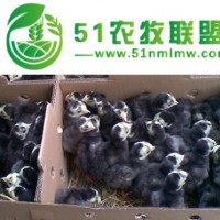 火雞苗市場行情怎么樣，好養(yǎng)嗎
