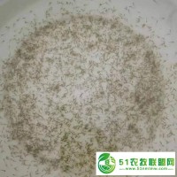 華廣水產(chǎn) 【苗場魚花】草魚水花 鯇魚水花 四大家魚水花