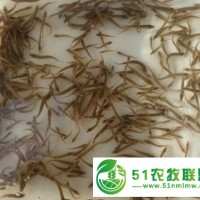武漢裕農水產養(yǎng)殖基地供應各種規(guī)格**他愛玩泥鰍苗，轉讓人工孵化技術