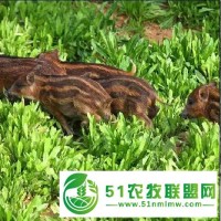 福建小野豬，野豬苗養(yǎng)殖，眾鑫野豬，福州純種野豬