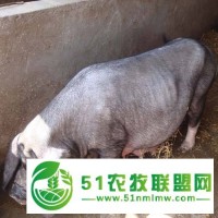 邯鄲育肥豬批發(fā)廠家哪家口碑好？歡迎各路大神來解答