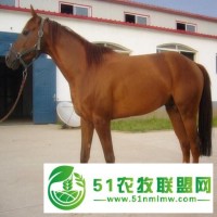 興安盟純種伊犁馬價格一匹