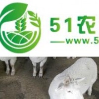 夏洛萊羊