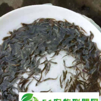 孝感嘉合10號(hào)泥鰍怎么樣
