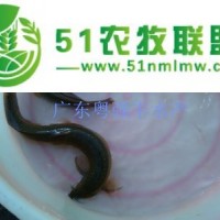 供應(yīng)泥鰍魚苗批發(fā)|泥鰍魚苗價格|淡水魚苗-粵強豐水產(chǎn)