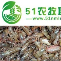 興安盟小龍蝦養(yǎng)殖培訓