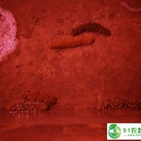 煙臺(tái)海參的補(bǔ)血調(diào)經(jīng)作用