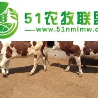 肉牛大型養(yǎng)殖基地 純種的肉牛養(yǎng)殖效益怎么樣