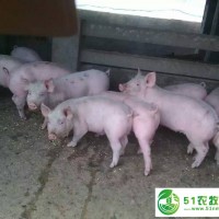 山東仔豬苗豬供應價格求購仔豬豬場消毒注意事項生豬價格預測仔豬苗豬供應基地 豬病預防指南的仔豬價格便宜的仔豬比較多