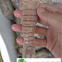 熟凍瀨尿蝦批發(fā)_皮皮蝦熟凍大蝦蛄_鮮活皮皮蝦