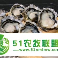 湛江生蠔批發(fā)一箱/生蠔批發(fā)市場(chǎng)/生蠔的食用方法