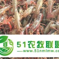 四川蝦苗，小龍蝦苗，淡水龍蝦苗