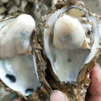 生蠔批發(fā)牡蠣價格 廣東湛江生蠔批發(fā)價格 半殼生蠔扇貝凍品批發(fā)