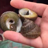 長期大量供應馬蹄螺電話