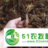 大閘蟹價格 大閘蟹批發(fā) 閘蟹