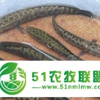黑魚